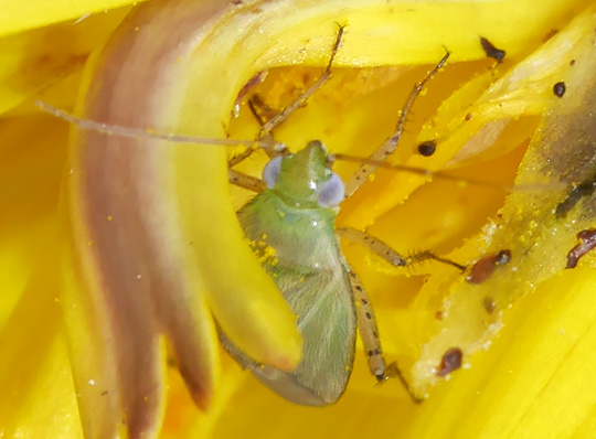 Plagiognathus chrysanthemi