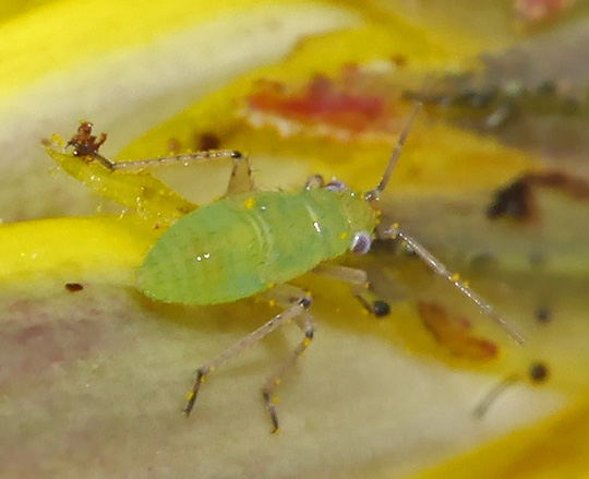 Plagiognathus chrysanthemi