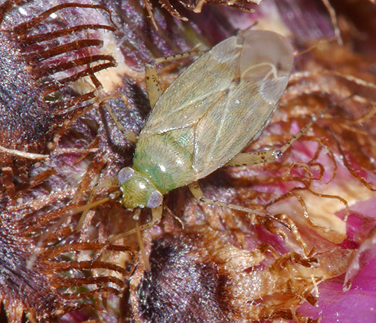 Plagiognathus chrysanthemi