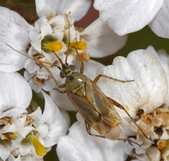 Plagiognathus chrysanthemi