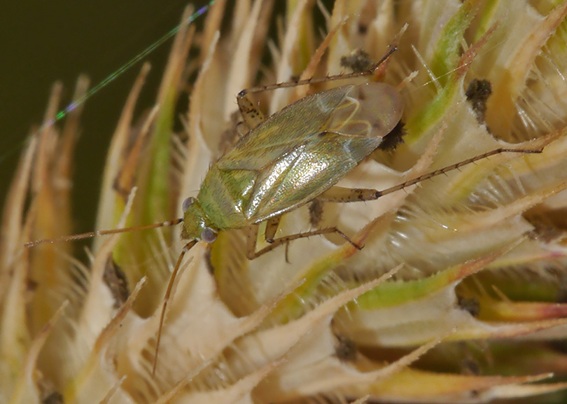 Plagiognathus chrysanthemi