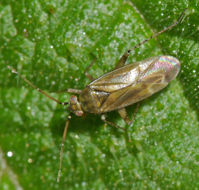 Plagiognathus chrysanthemi