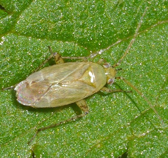 Plagiognathus chrysanthemi