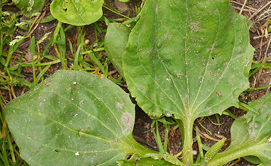 Plantago major