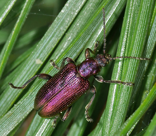 Plateumaris discolor