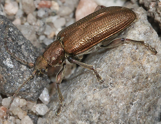 Plateumaris sericea