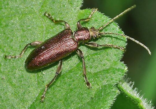 Plateumaris sericea