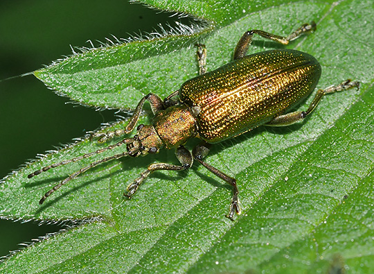 Plateumaris sericea