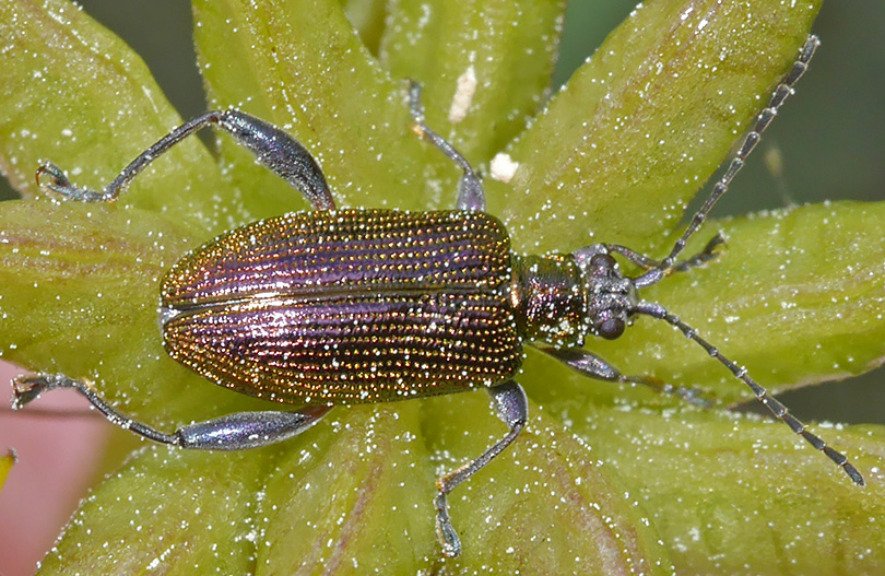 Plateumaris sericea