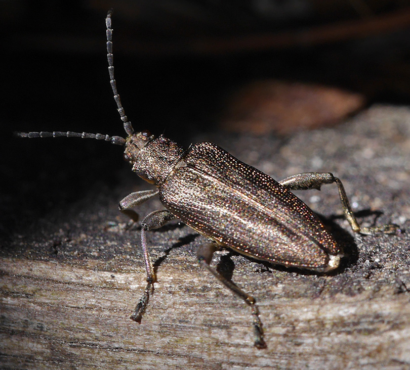 Plateumaris sericea