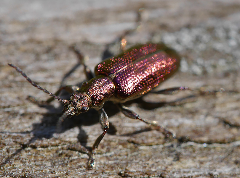 Plateumaris sericea