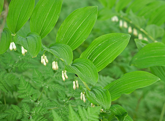 Polygonatum x hybridum