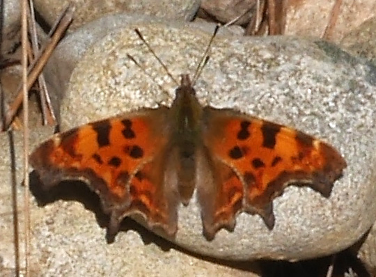 Polygonia c-album