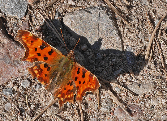 Polygonia c-album