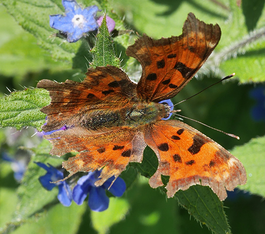 Polygonia c-album