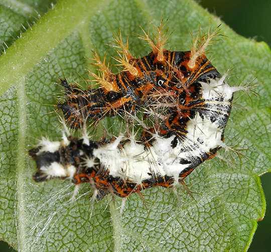 Polygonia c-album