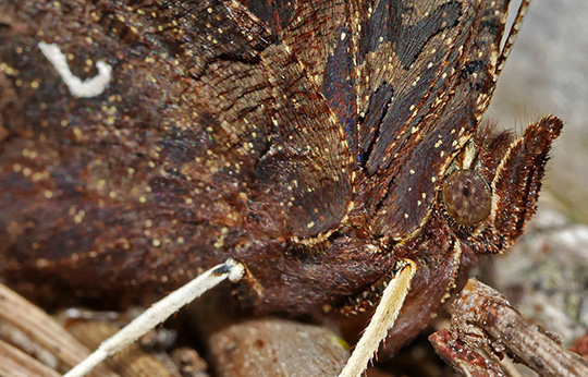 Polygonia c-album