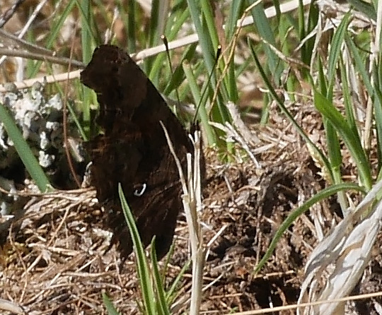 Polygonia c-album