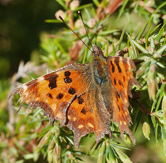 Polygonia c-album