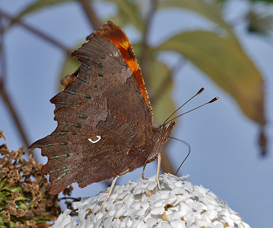 Polygonia c-album