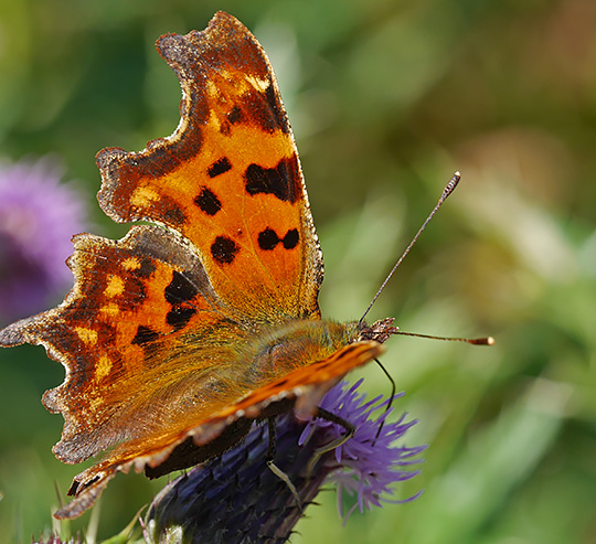 Polygonia c-album