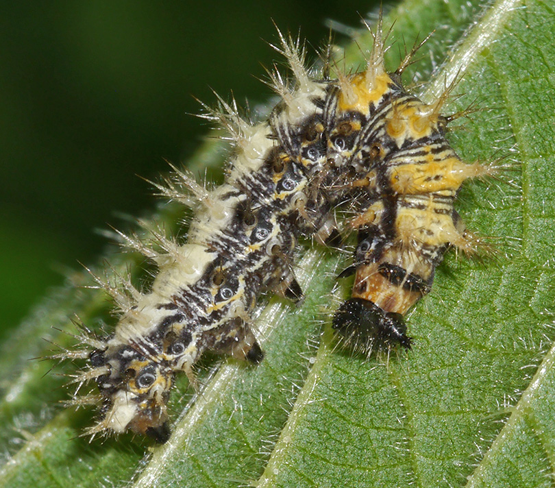Polygonia c-album
