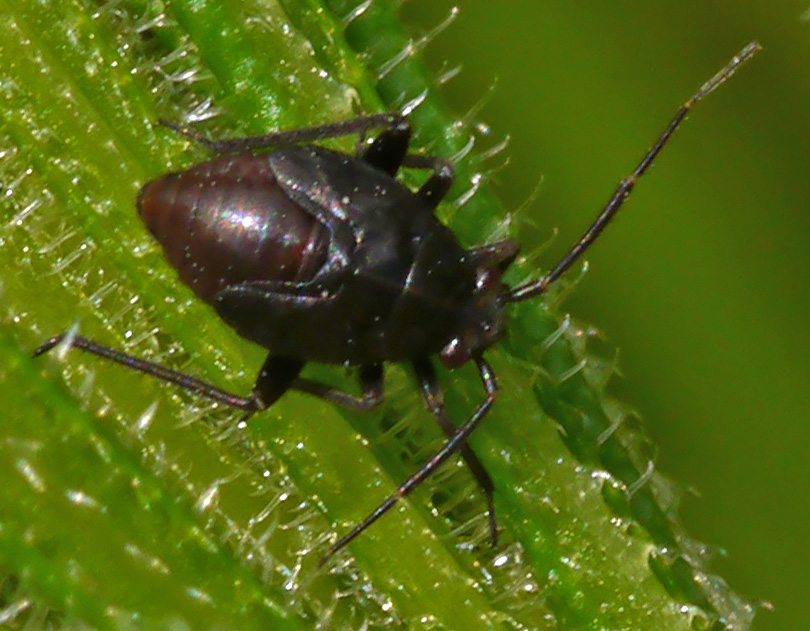 Polymerus nigrita