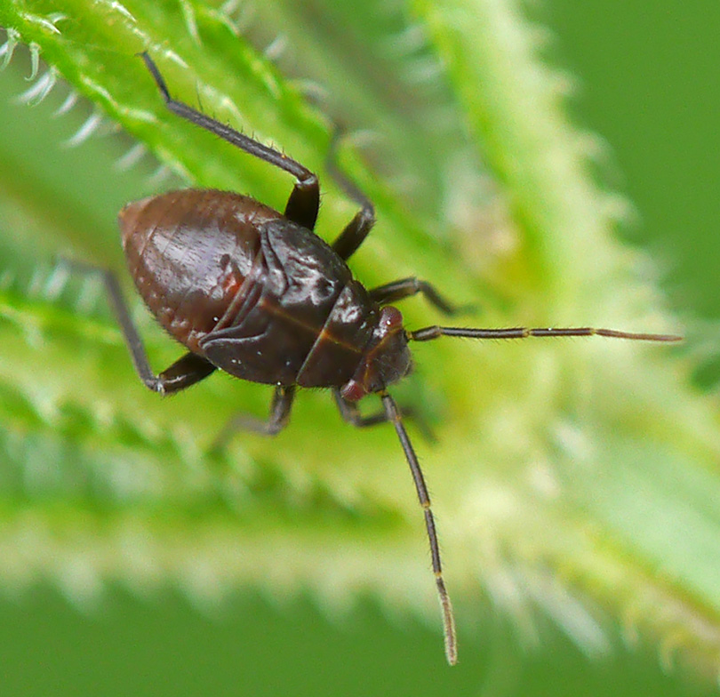 Polymerus nigrita