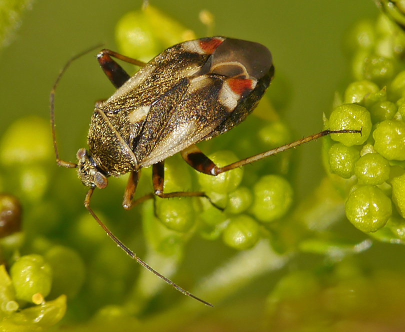 Polymerus unifasciatus var lateralis