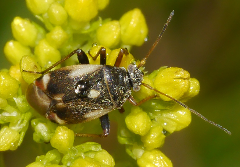 Polymerus unifasciatus var lateralis