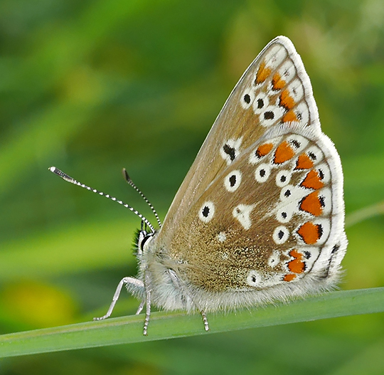 Polyommatus icarus