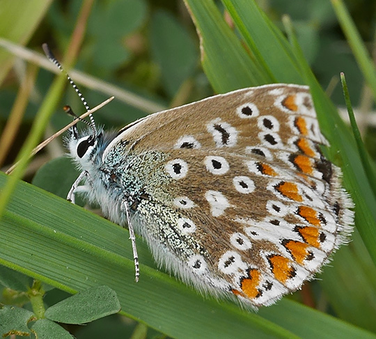 Polyommatus icarus