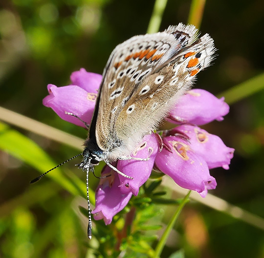 Polyommatus icarus