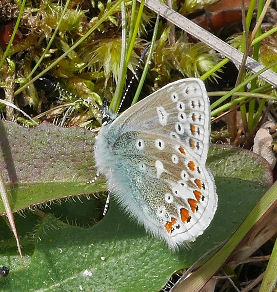 Polyommatus icarus