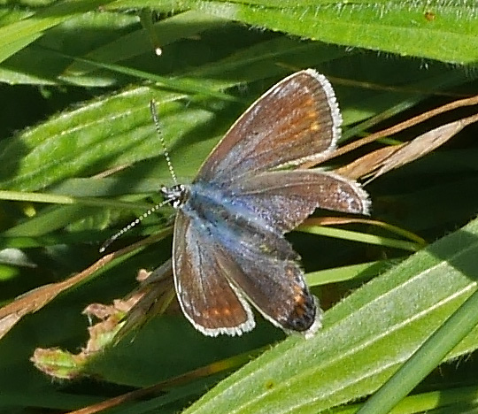 Polyommatus icarus