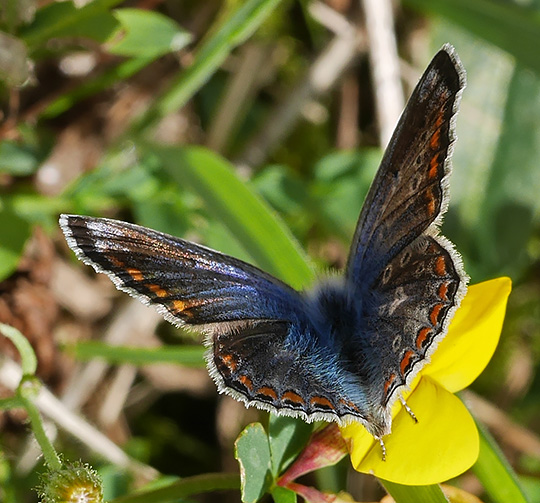 Polyommatus icarus