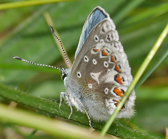 Polyommatus icarus