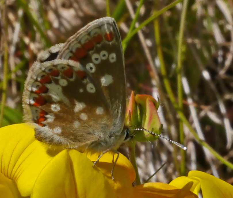 Polyommatus icarus