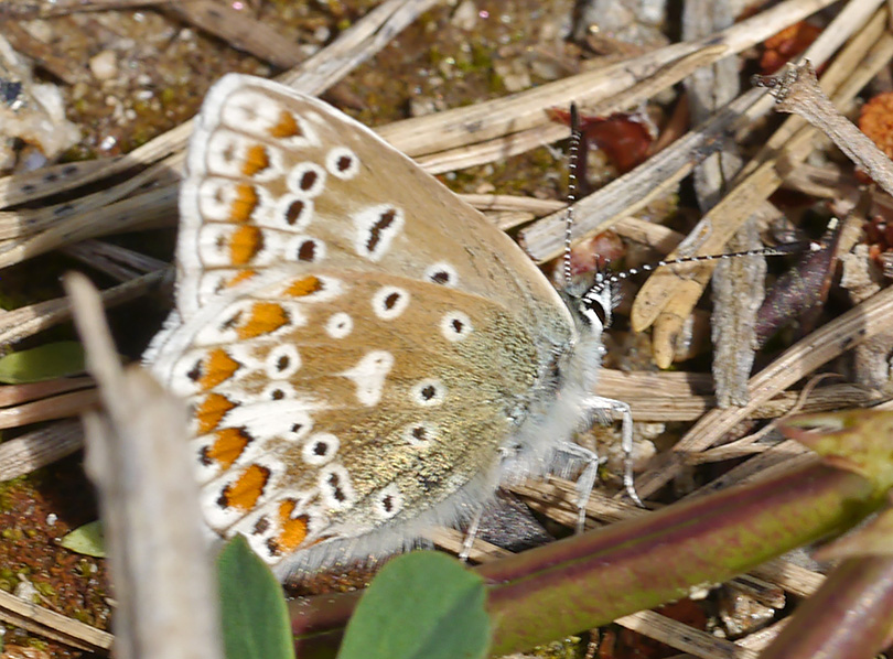 Polyommatus icarus