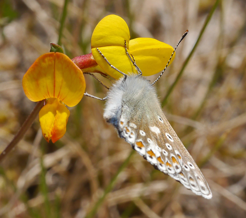 Polyommatus icarus
