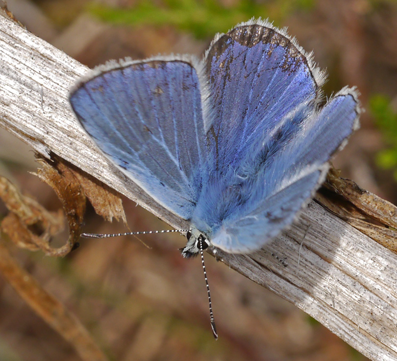 Polyommatus icarus