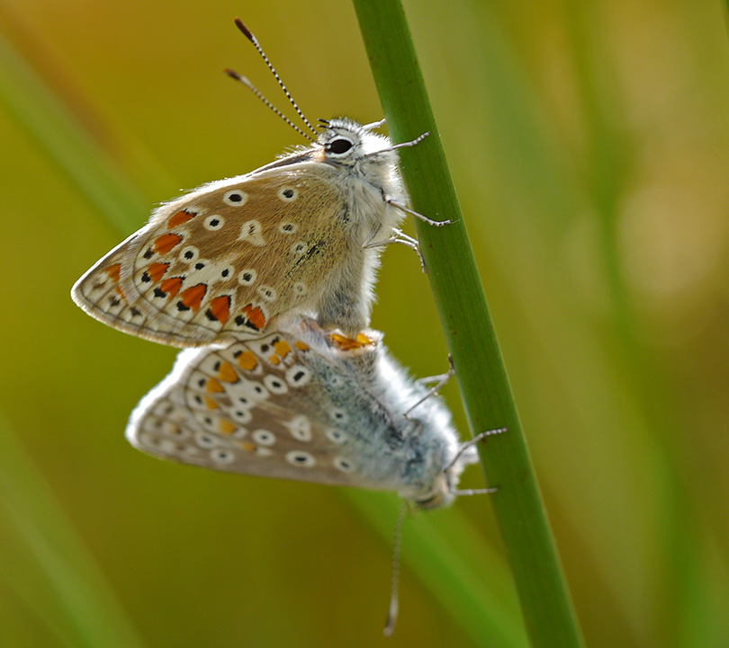 Polyommatus icarus