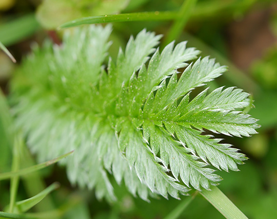 Potentilla anserina