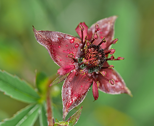 Potentilla palustris