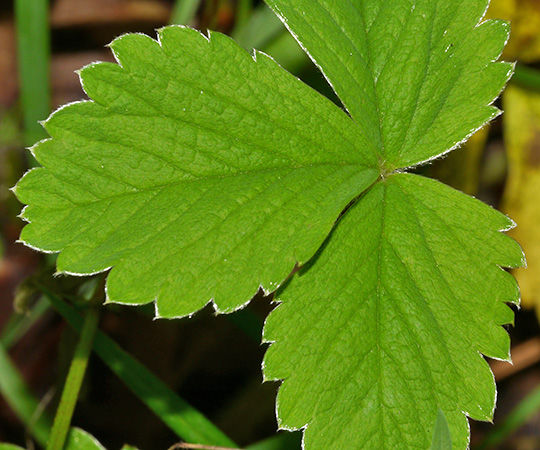 Potentilla sterilis