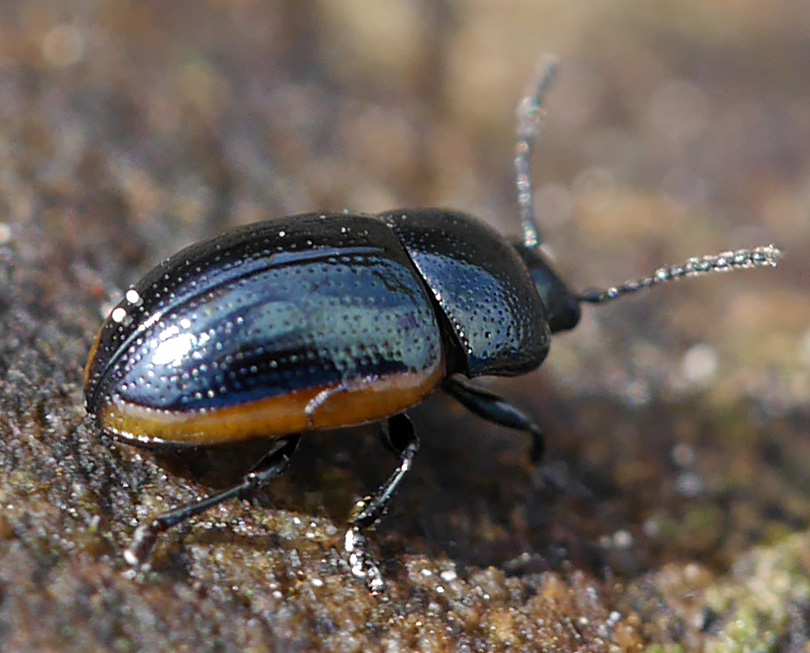 Prasocuris glabra
