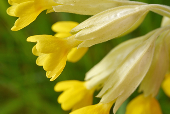 Primula veris