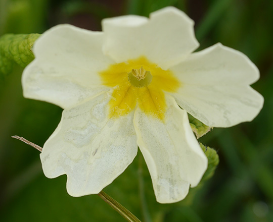 Primula vulgaris
