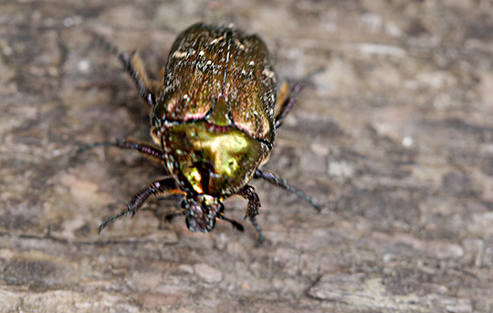 Protaetia cuprea