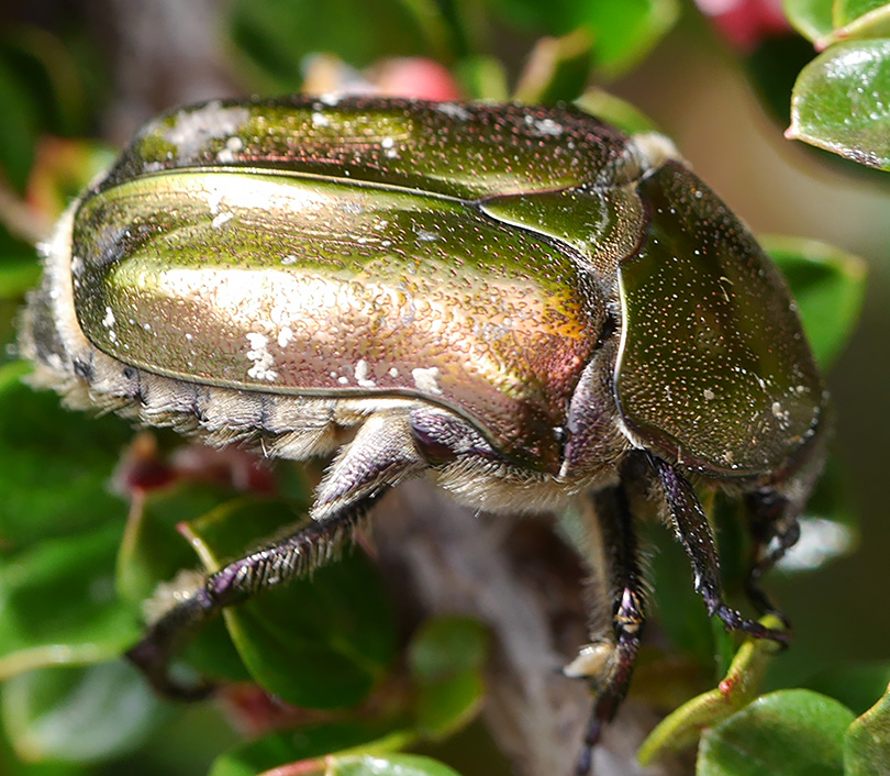 Protaetia cuprea